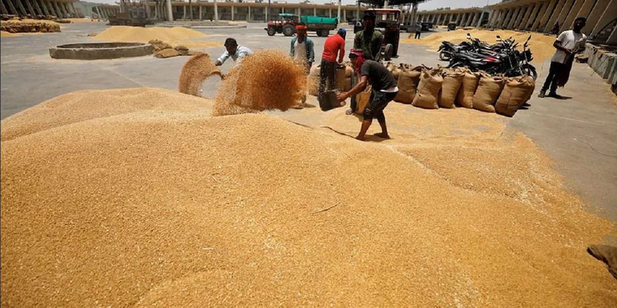 Indian Wheat: ‘सड़ा’ गेहूं मामले में बड़ा खुलासा-जाना था नीदरलैंड, पहुंच गया तुर्की…अब खरीद रहा है मिस्र